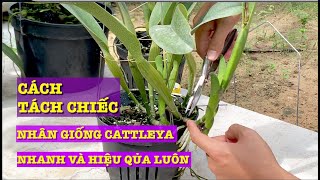 CÁCH CẮT CHIẾC CATTLEYA VÀ CHO RA NHIỀU MẦM NHANH HIỆU QỦA DỄ LÀM [upl. by Halueb]