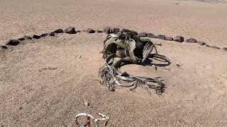 Welwitschia plant in Namib desert Welwitschia mirabilis [upl. by Svirad735]