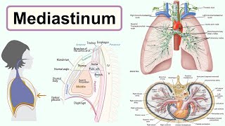 mediastinum [upl. by Martainn]