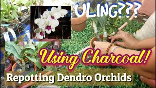 HOW TO REPOT AN ORCHIDS Dendrobium CHARCOAL USED FOR ORCHIDS  PAANO MAG LIPATMAGTANIM NG ORCHIDS [upl. by Rooker]