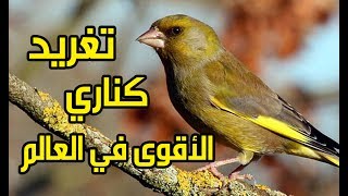 من أقوى و أحسن تغاريد الكناري في العالم لتعليم الفراخ الصغيرة 2017 [upl. by Janith]