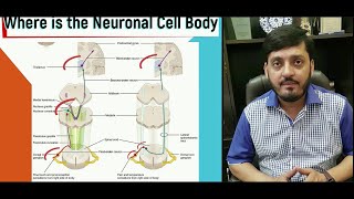 Ascending Tracts Spinal Cord  Spinothalamic  Dorsal Column  Spinocerebellar  M Kamran Ameer [upl. by Ferdie25]