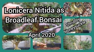 Lonicera Nitida as Broadleaf Bonsai April 2020 [upl. by Winterbottom198]