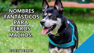 NOMBRES FABULOSOS PARA PERROS MACHOS [upl. by Edson]