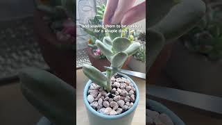 Propagate Cotyledon Orbiculata Succulent 🌱 succulentsbox succulents cactus propagation shorts [upl. by Ryter933]