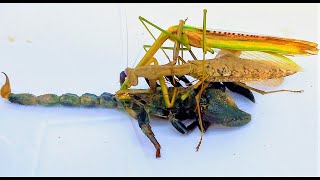 How MANTIS ate the SCORPION  Extended [upl. by Henriette955]