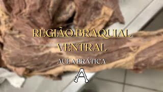 REGIÃO BRAQUIAL VENTRAL  Anatomia em cadáver [upl. by Gennaro]