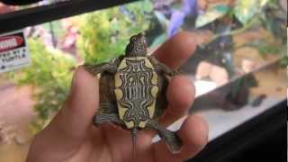 NEW ARRIVAL  Ouachita Map Turtle [upl. by Etana]