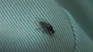 Black Fly Simuliidae Simulium on Trouser [upl. by Jegar]