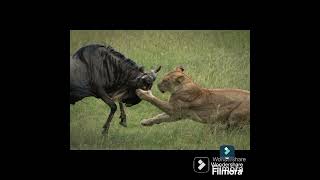 WILD BEEST CHALLENGED LIONESS  DR SKSINGH CHANNEL JAI SHREERAM [upl. by Briant]