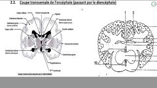 Cours  Terminale L2  SVT  Organisation de lencéphale  Organisation externe de lencéphale [upl. by Eastlake]