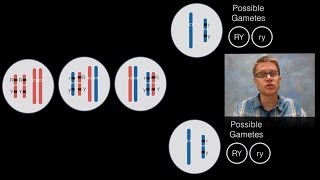 Chromosomal Inheritance [upl. by Cogan]