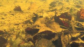 Palmate Newt Underwater [upl. by Adekam386]