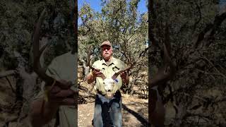 Deer Hunting The Buck I got shorts bushcraft survival [upl. by Mcknight]