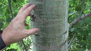 Identifying quaking trembling aspen [upl. by Ertnod]