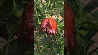 CAROLINA REAPER CHOCOLATE PIMENTA SUPER MEGA ARDIDA [upl. by Silver]