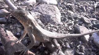 Spiny lizard pushups Sceloporus siniferus [upl. by Cy329]