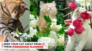 12 Flowers that Are Poisonous to Cats cats flowers poisonousplants [upl. by Jacki]