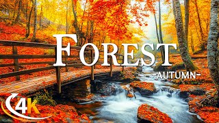 Enchanting Autumn Forests with Beautiful Piano Music🍁4K Autumn Ambience amp Fall Foliage🍁4K Video UHD [upl. by Daryl]