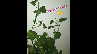 Plant climbing fixing clips climbing climbingplants plants tree flowers aloverashorts yt [upl. by Eimmac]