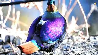 Himalayan pheasant Monal Impeyan Lophophorus impejanus belgesel scary keşfet viral Vlog [upl. by Thoma364]