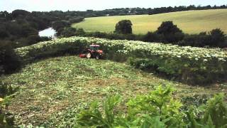 Giant hogweed removal [upl. by Elehcim]