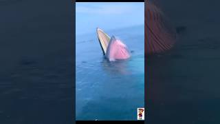 Giant whale 🐋 feeding on small fishes whale fish animals aquatic ocean wildlife viralVideo [upl. by Eetak]