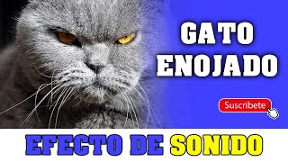 Gato enojado  Efecto de sonido [upl. by Linad440]