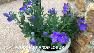 Platycodon grandiflorus Garden Center online Costa Brava  Girona [upl. by Phip]