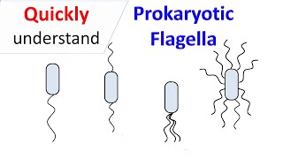 Prokaryotic Flagella [upl. by Oinafipe635]