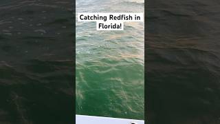 Catching Redfish in Florida redfish fishing newvideo subscribe florida bigfish ponceinlet [upl. by Ness]