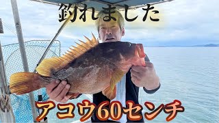 【ビックアコー】松山市沖でデッカイのが釣れました。 [upl. by Lyudmila]