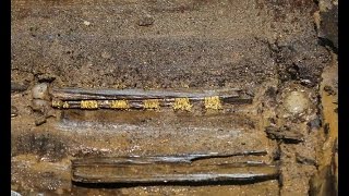 Jeweled swords found in 2000yrold Chinese cemetery [upl. by Demetrius]