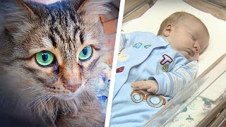 Stray cat SAVED an abandoned baby from freezing to death [upl. by Obel]