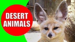 Desert Animals for Children  Desert Animal Sounds for Kids to Learn  Fennec Fox Camel amp Coyote [upl. by Hagan]