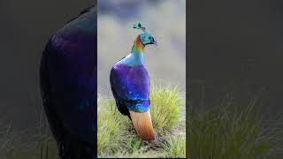 Secrets of the Himalayan Monal Revealed [upl. by Ieppet694]