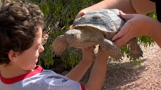 Desert Tortoise Adoption [upl. by Airtap298]