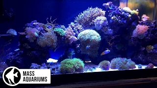 How To CORAL PLACEMENT Tips to get your Corals in the right spot quotGet your Polyps Poppinquot [upl. by Long43]