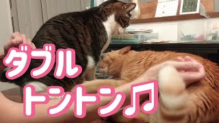 リズムよく猫たちのお尻をWとんとん（ぱんぱん）したら反撃された！ [upl. by Si15]