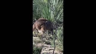 Kangaroos blocking my path [upl. by Nitsa]