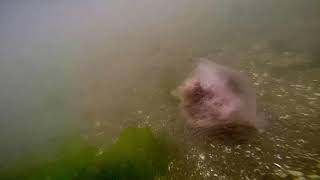 Lions mane jellyfish in great kills harbor [upl. by Suollecram]