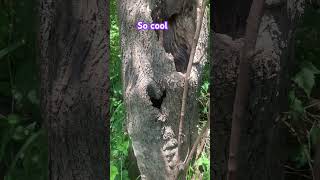 I Found the Worlds STRANGEST Trees nature subscribe naturelovers subscriber tree [upl. by Aihsatal]