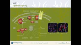 PI3K  Akt Upstream Signaling from Cell Signaling Technology Inc [upl. by Amorita799]