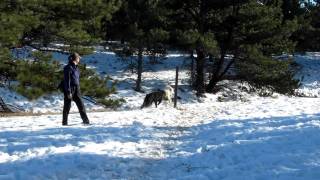 Cloverton The Deaf Dog amp Baron The Giant SchnauzerSnowtime [upl. by Yhtuv]