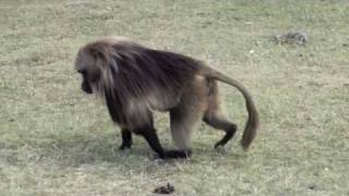 Ethiopia  Gelada baboons [upl. by Annohsak]