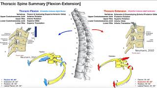 REUPLOAD Rib Movement  Coupled with Lateral Flexion amp Rotation [upl. by Hannahs]