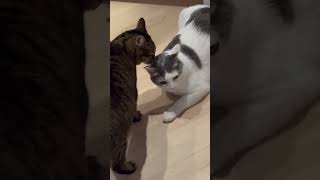 Arya loves Skippy ❤️ catshorts cats cute awwpets cuteanimal cutecat pets catvideos sweet [upl. by Nodnarg]