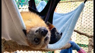 Daily life in the aviary Cinders Gelert Zena Meep Reuben Angophora [upl. by Oak]