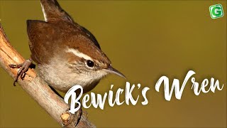 Bewicks Wren Sound  Amazing Bewicks Wren Bird Song Singing and Call [upl. by Nairim]