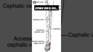 Intravenous fluid therapy in dog [upl. by Cyndie]